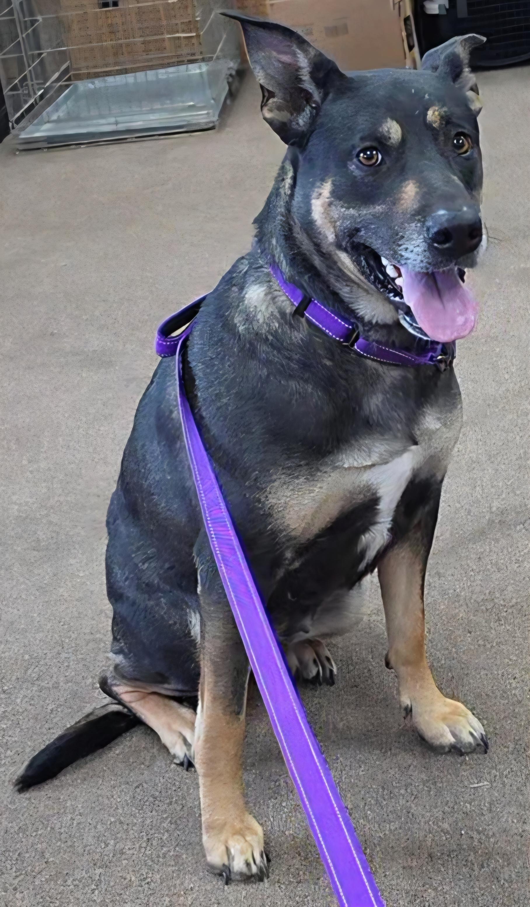 Enlarge Cupcake, a Adoptable mixed breed in LaGrange, IN image 5/6