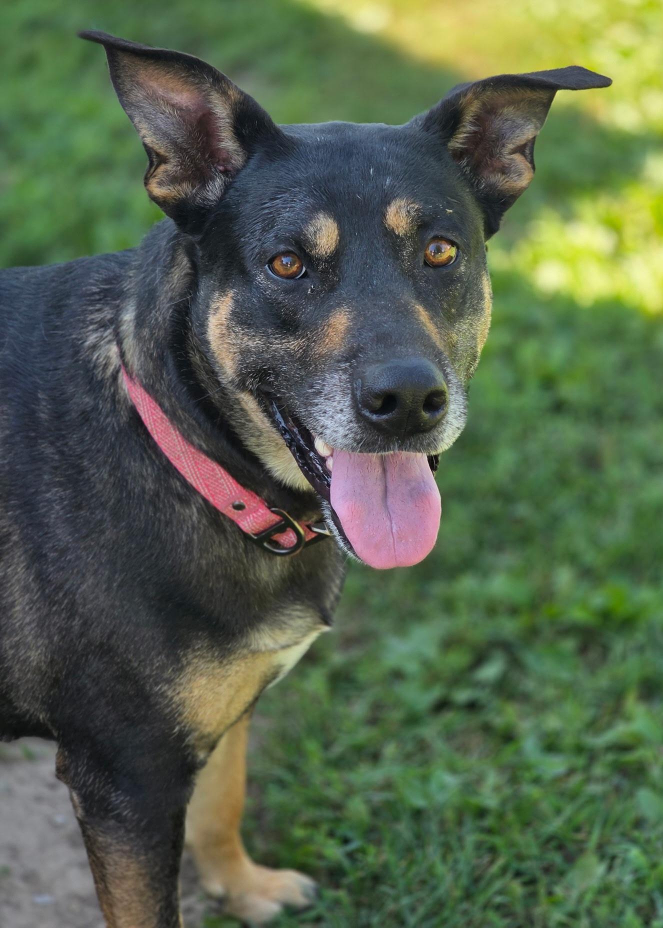 Enlarge Cupcake, a Adoptable mixed breed in LaGrange, IN image 1/6