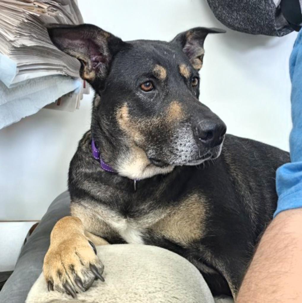 Enlarge Cupcake, a Adoptable mixed breed in LaGrange, IN image 6/6