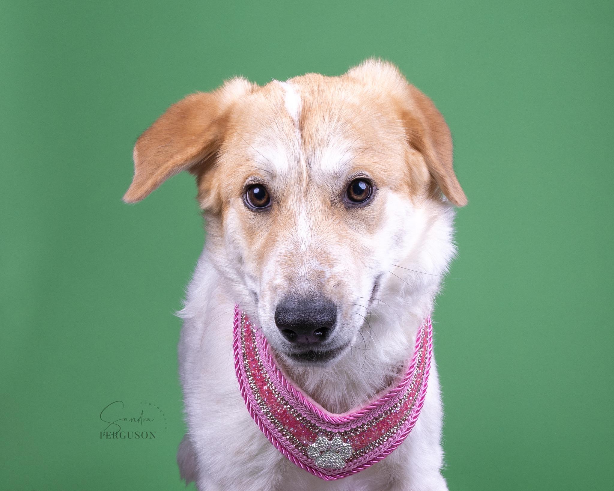 Enlarge Natnat, a Adoptable mixed breed in Memphis, TN image 3/4