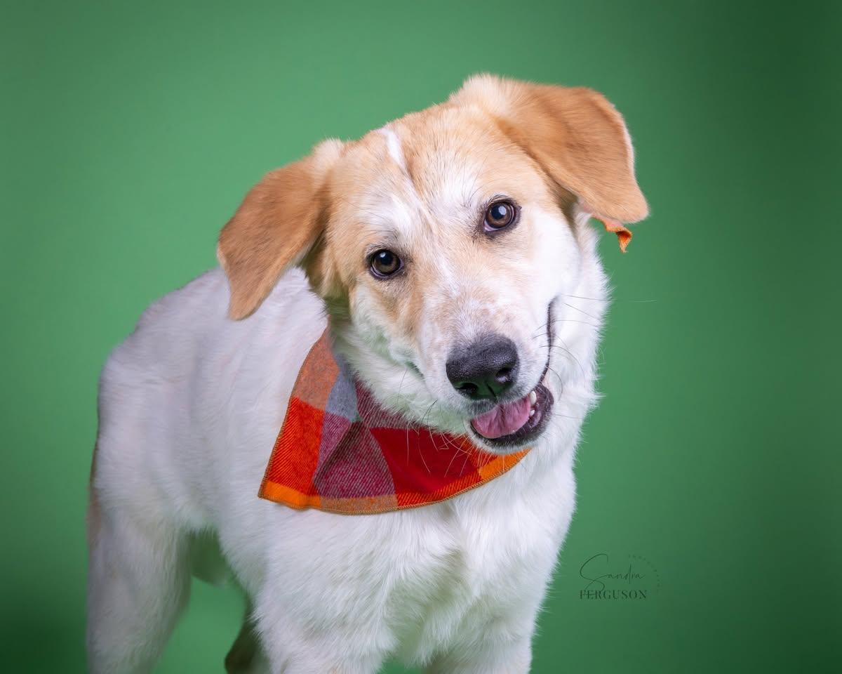 Enlarge Natnat, a Adoptable mixed breed in Memphis, TN image 1/4