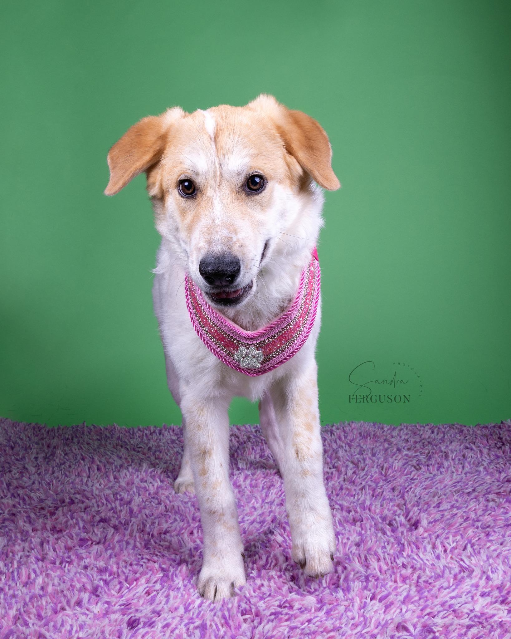 Natnat, Adoptable, Young Female Australian Shepherd & Collie.