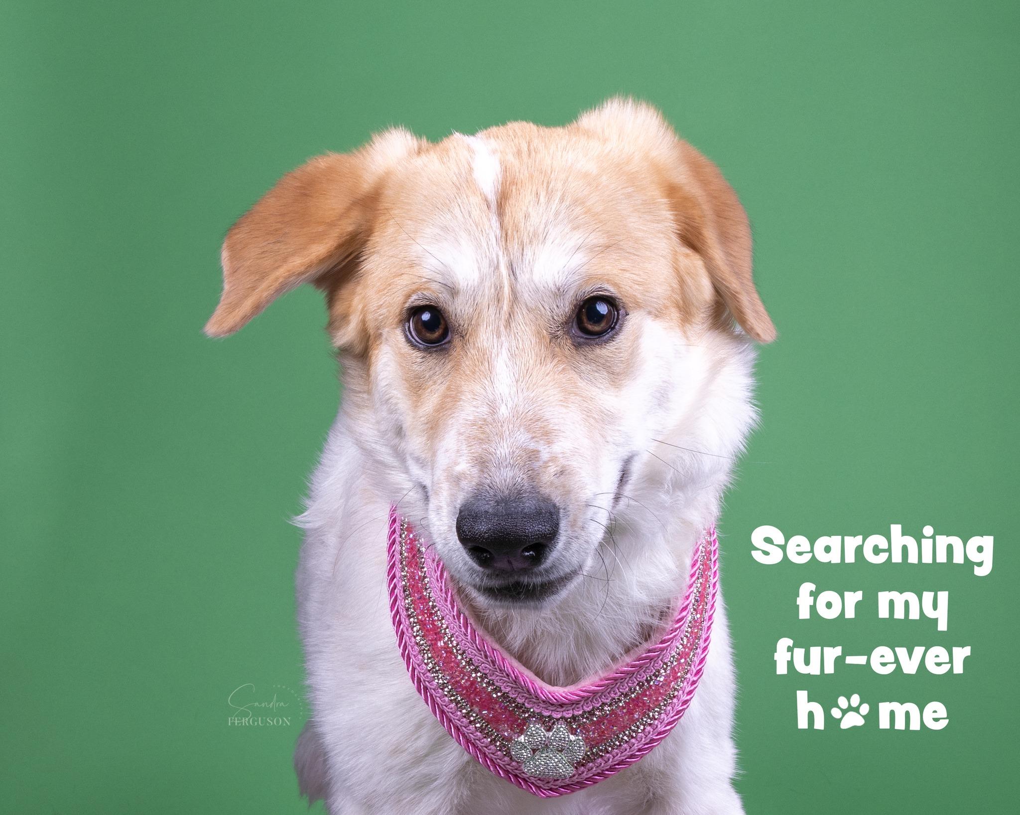 Enlarge Natnat, a Adoptable mixed breed in Memphis, TN image 2/4