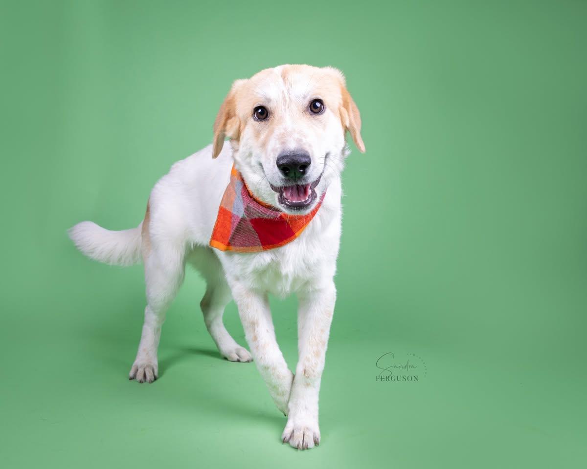 Enlarge Natnat, a Adoptable mixed breed in Memphis, TN image 3/4