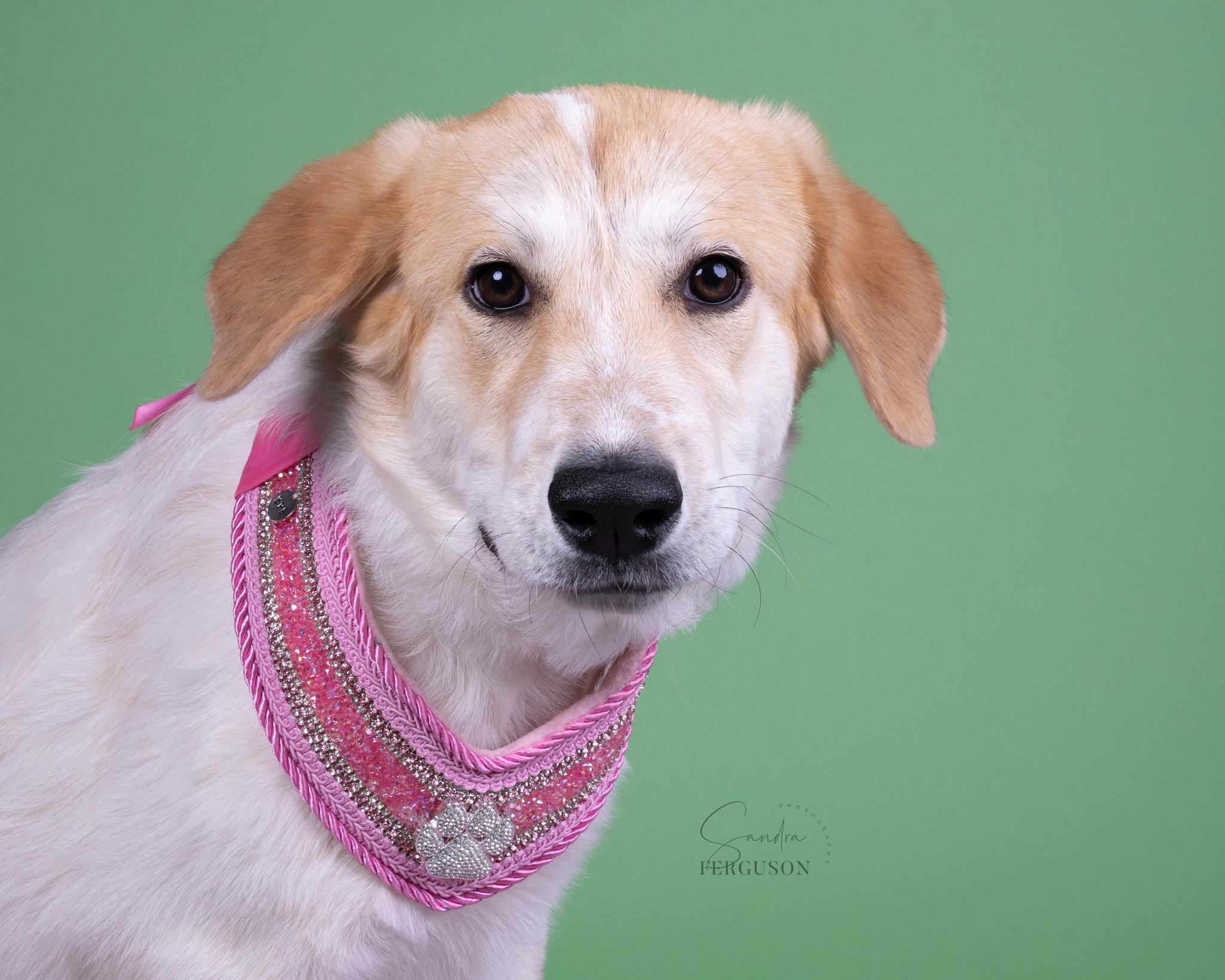 Enlarge Natnat, a Adoptable mixed breed in Memphis, TN image 4/4