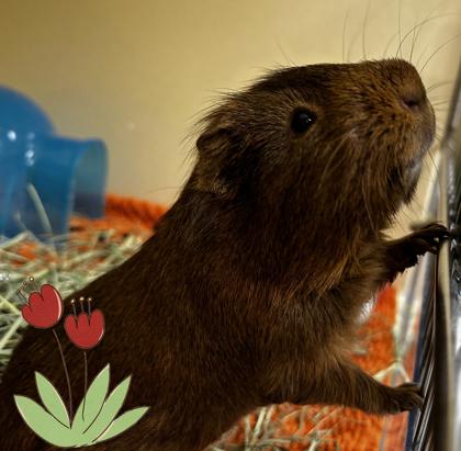 Cairo (bonded w/ Mocha), Adoptable, Adult Male Guinea Pig & Guinea Pig.