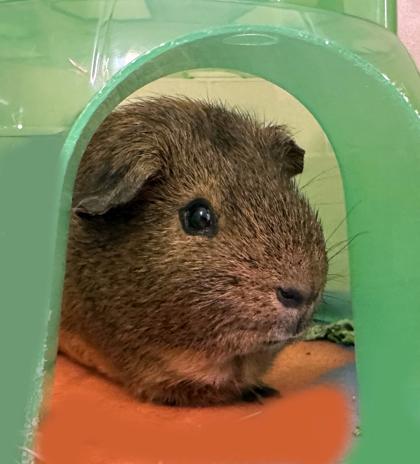 Enlarge Cairo (bonded w/ Mocha), a Adoptable Guinea Pig in Voorhees, NJ image 2/3