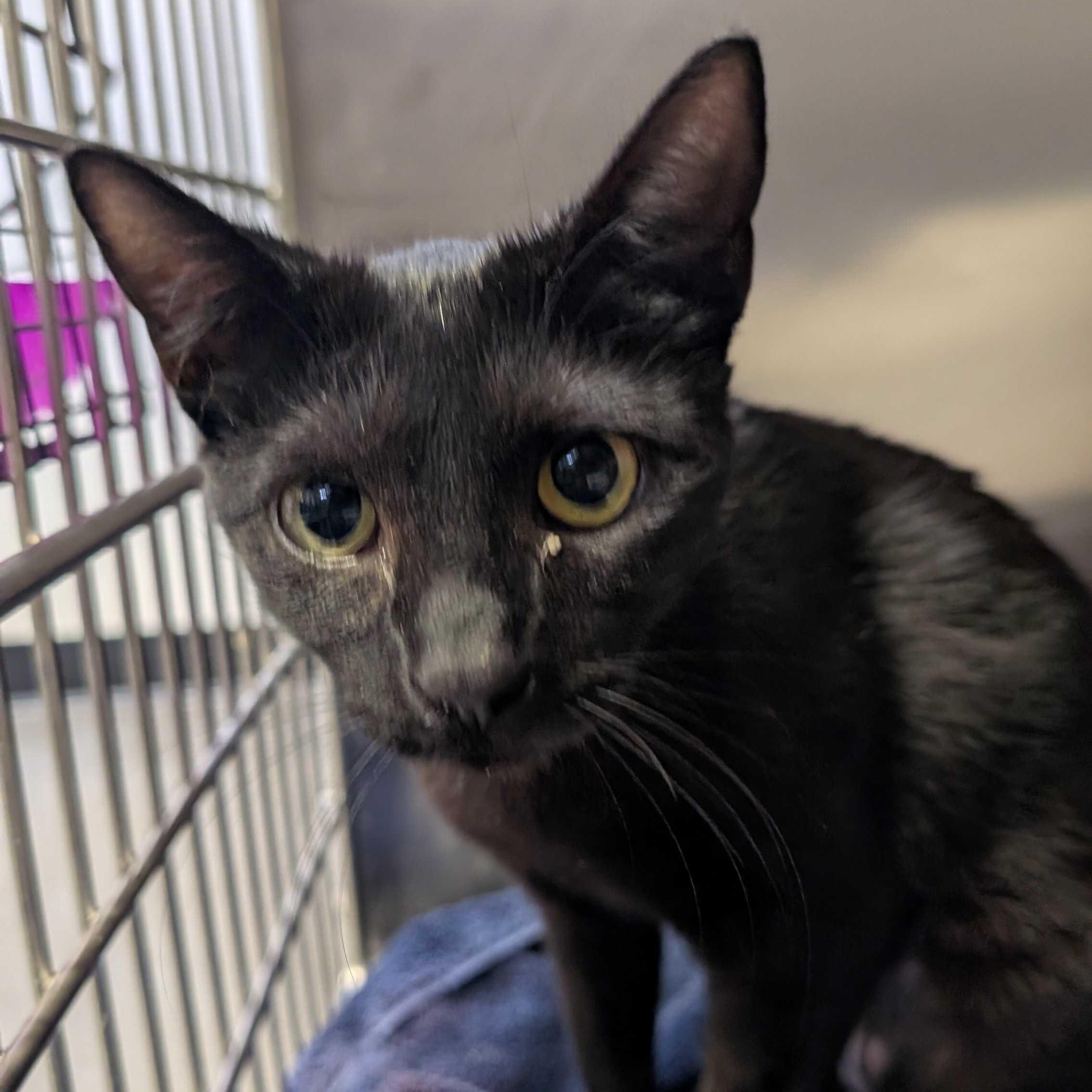 Tuesday & Isabella, a ADOPTABLE Domestic Short Hair in Waltham, MA image 2/3