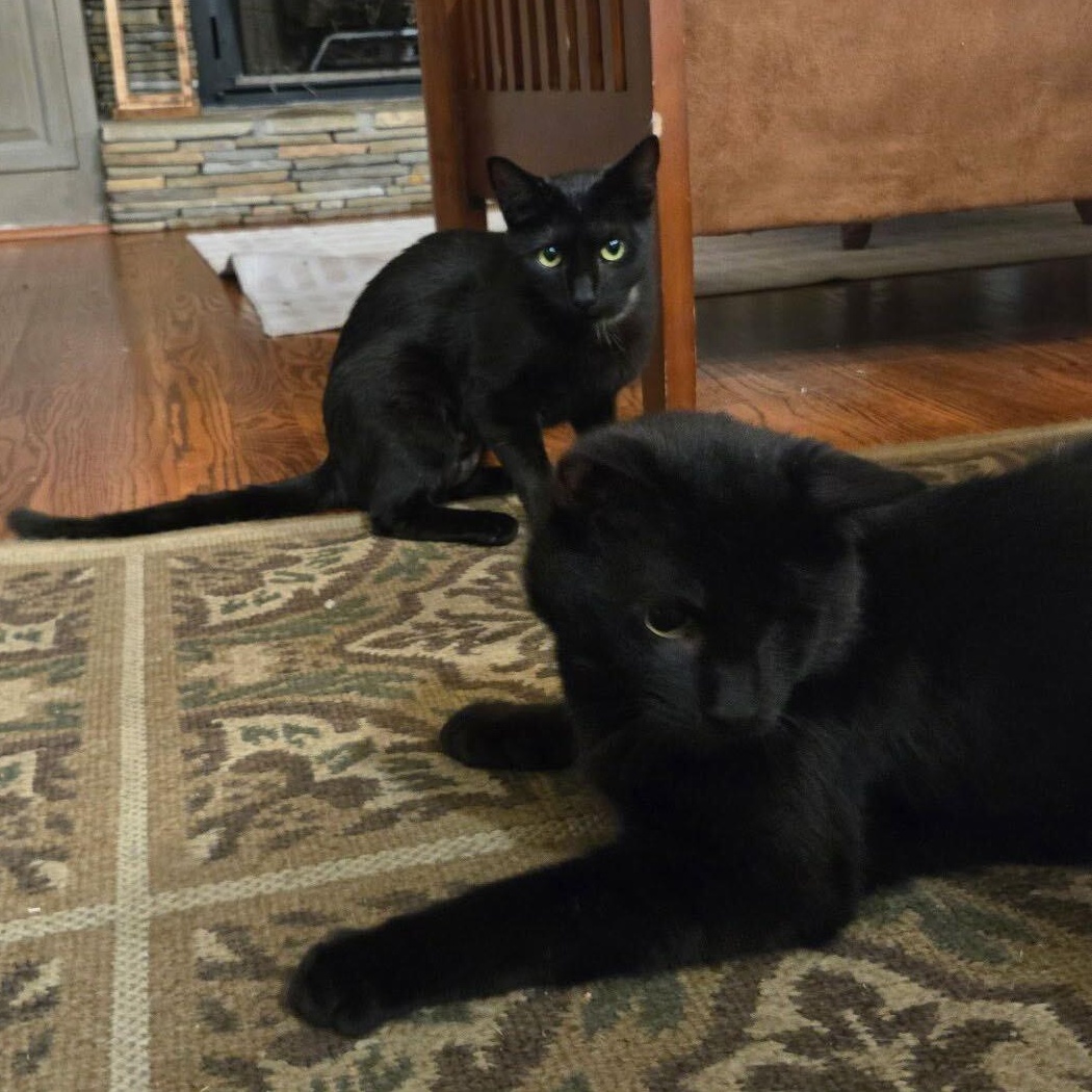 Tuesday & Isabella, ADOPTABLE, Kitten Male Domestic Short Hair.