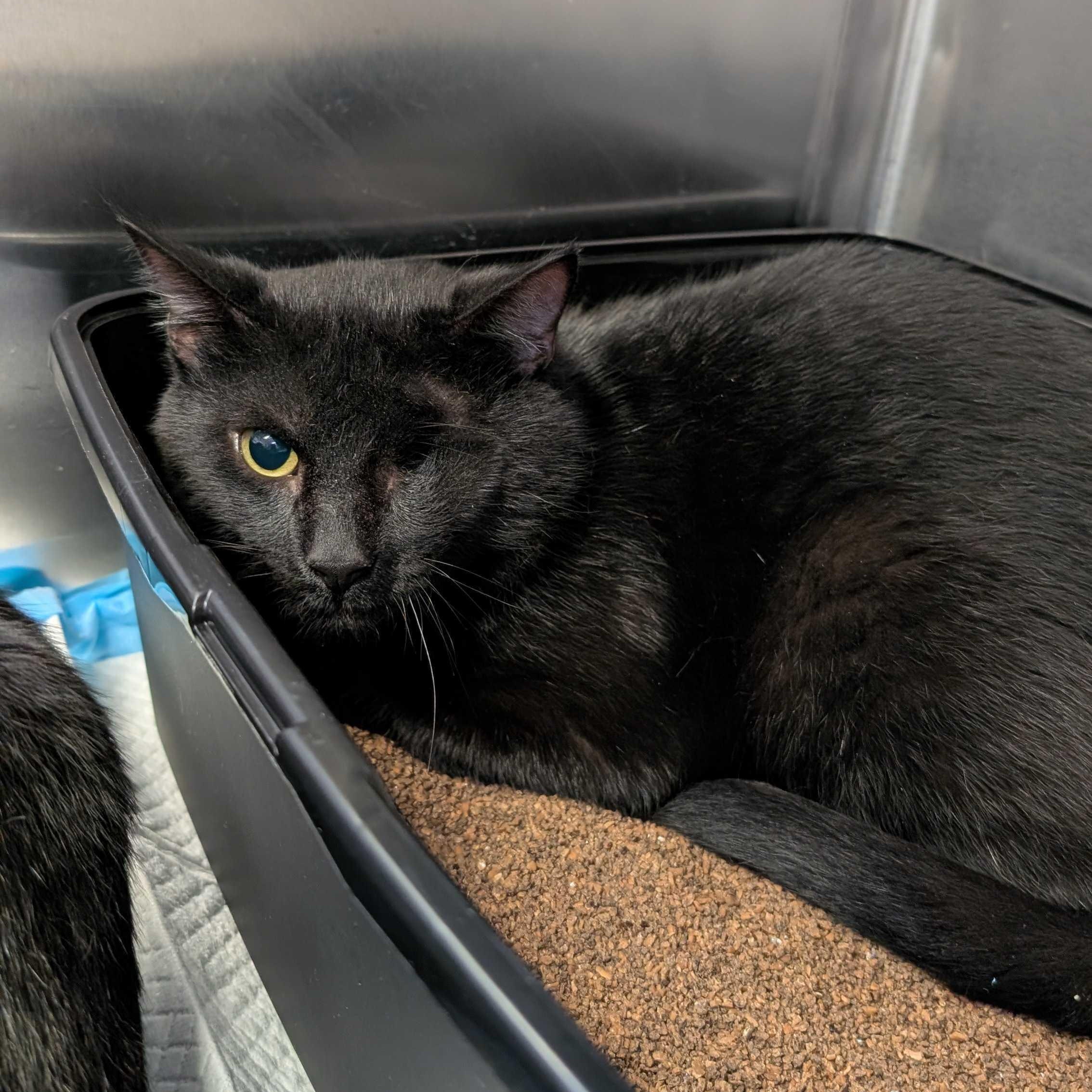 Tuesday & Isabella, a ADOPTABLE Domestic Short Hair in Waltham, MA image 3/3