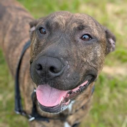 Avi, Adoptable, Adult Male Pit Bull Terrier.