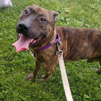 Enlarge Avi, a Adoptable mixed breed in Syracuse, NY image 2/4