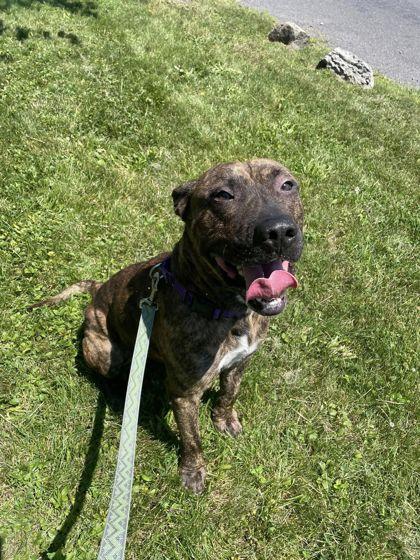 Enlarge Avi, a Adoptable mixed breed in Syracuse, NY image 3/4