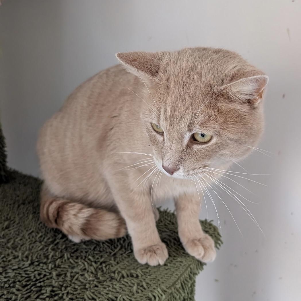 Harris - FIV Positive, he is sweet and friendly, ADOPTABLE, Adult Male Tabby.