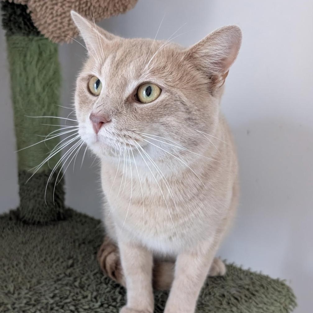 Enlarge Harris - FIV Positive, he is sweet and friendly, a ADOPTABLE Tabby in Southern Pines, NC image 2/4