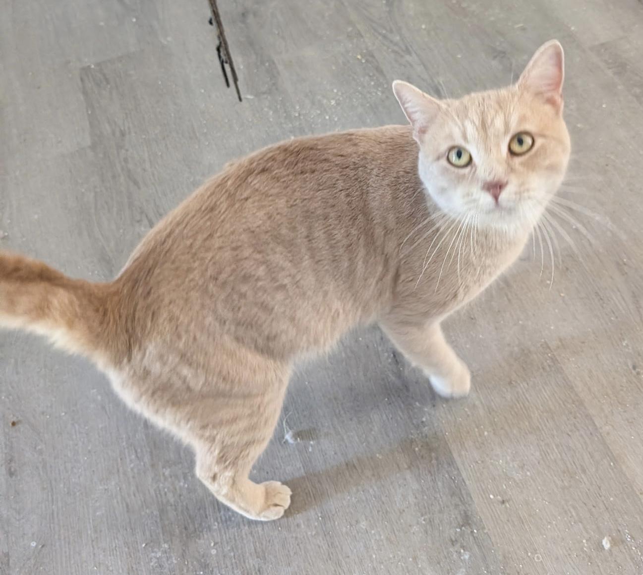 Enlarge Harris - FIV Positive, he is sweet and friendly, a ADOPTABLE Tabby in Southern Pines, NC image 3/4