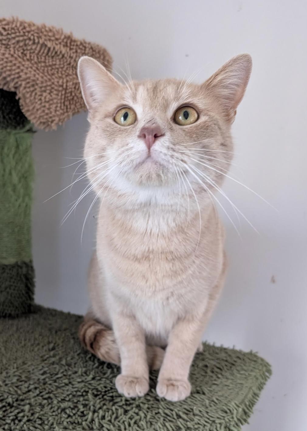 Harris - FIV Positive, he is sweet and friendly, ADOPTABLE, Adult Male Tabby.
