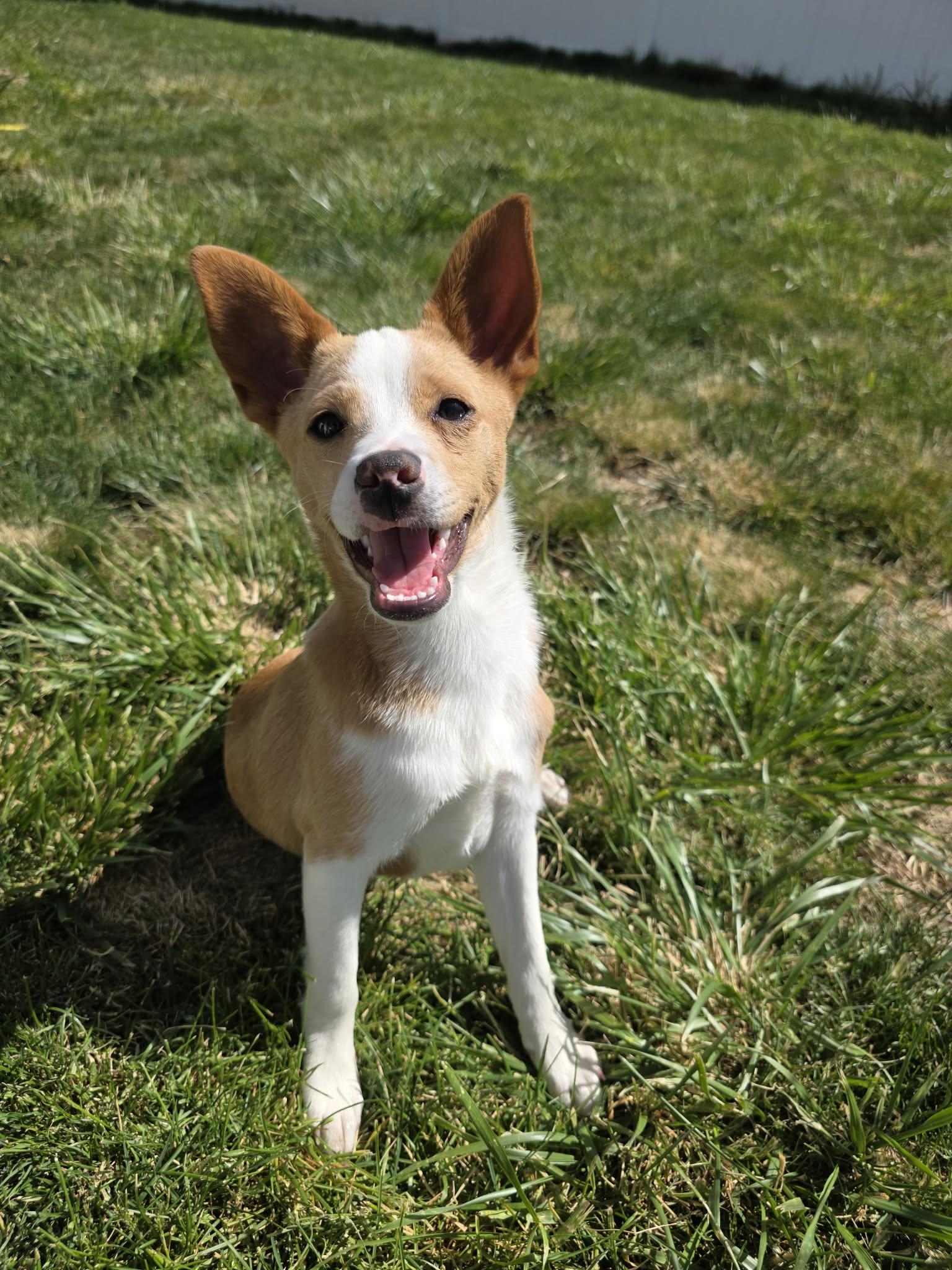 Toastee, Adoptable, Puppy Male Collie & Australian Cattle Dog / Blue Heeler.