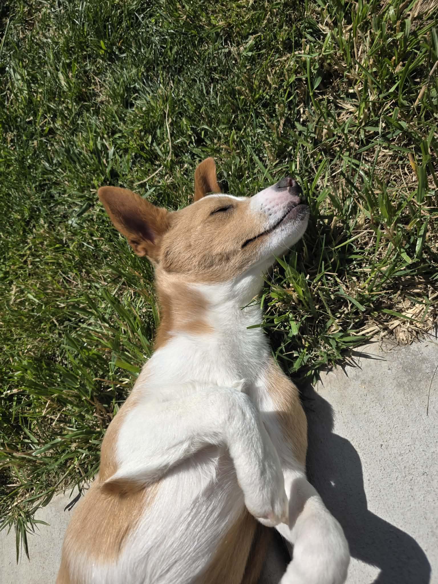 Toastee, a Adoptable mixed breed in Salt Lake City, UT image 2/3