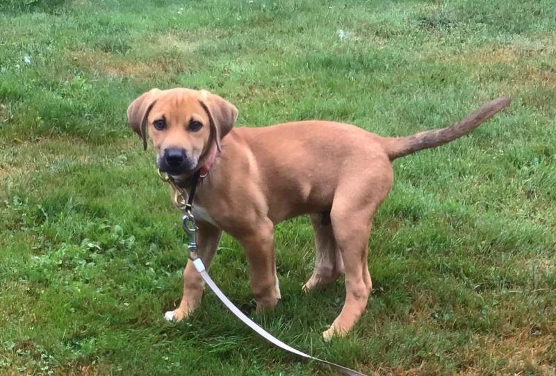 Dewey, an adoptable Beagle, Redbone Coonhound in Bancroft, ON, K0L 1C0 | Photo Image 1