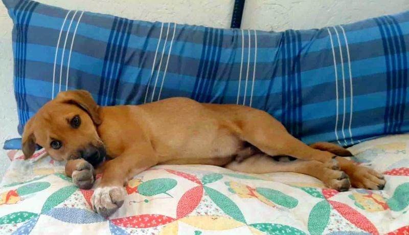 Dewey, an adoptable Beagle, Redbone Coonhound in Bancroft, ON, K0L 1C0 | Photo Image 2