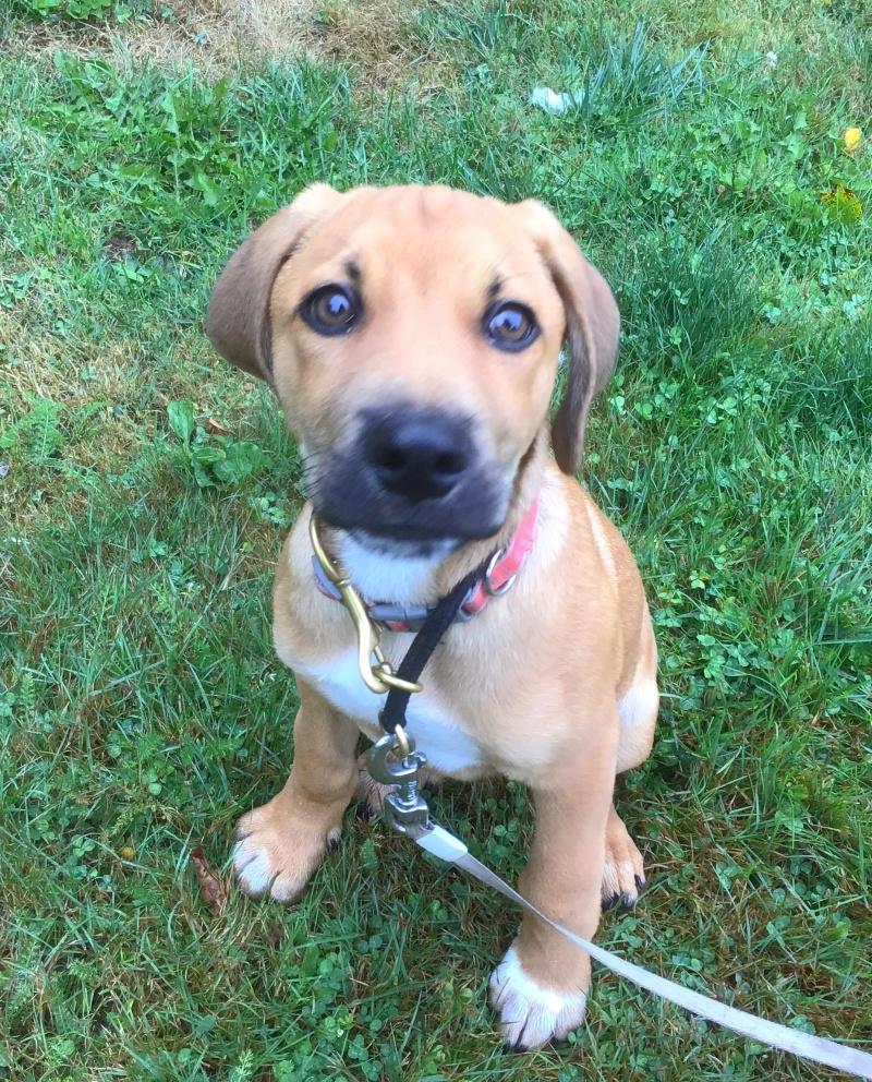 Dewey, an adoptable Beagle, Redbone Coonhound in Bancroft, ON, K0L 1C0 | Photo Image 4