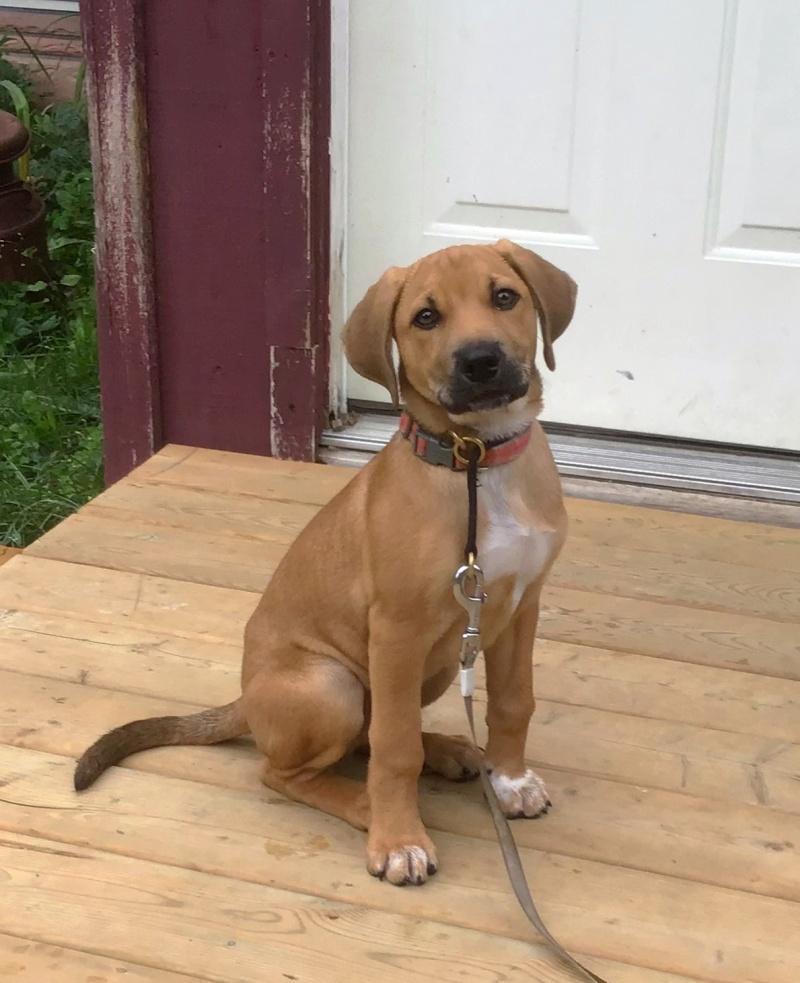 Dewey, an adoptable Beagle, Redbone Coonhound in Bancroft, ON, K0L 1C0 | Photo Image 3