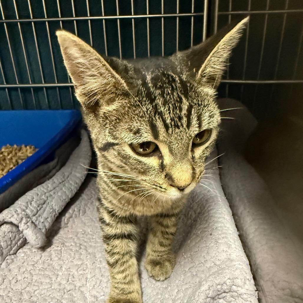 Enlarge Orbit, a Adoptable Domestic Short Hair in Idaho Falls, ID image 1/1