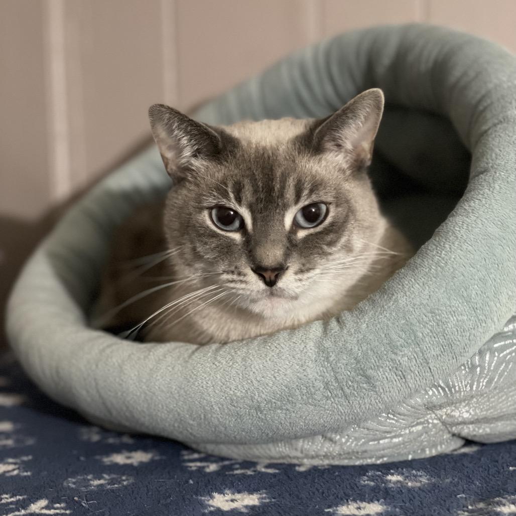 Enlarge Sophie, a Adoptable Domestic Short Hair in Tuscaloosa, AL image 1/2