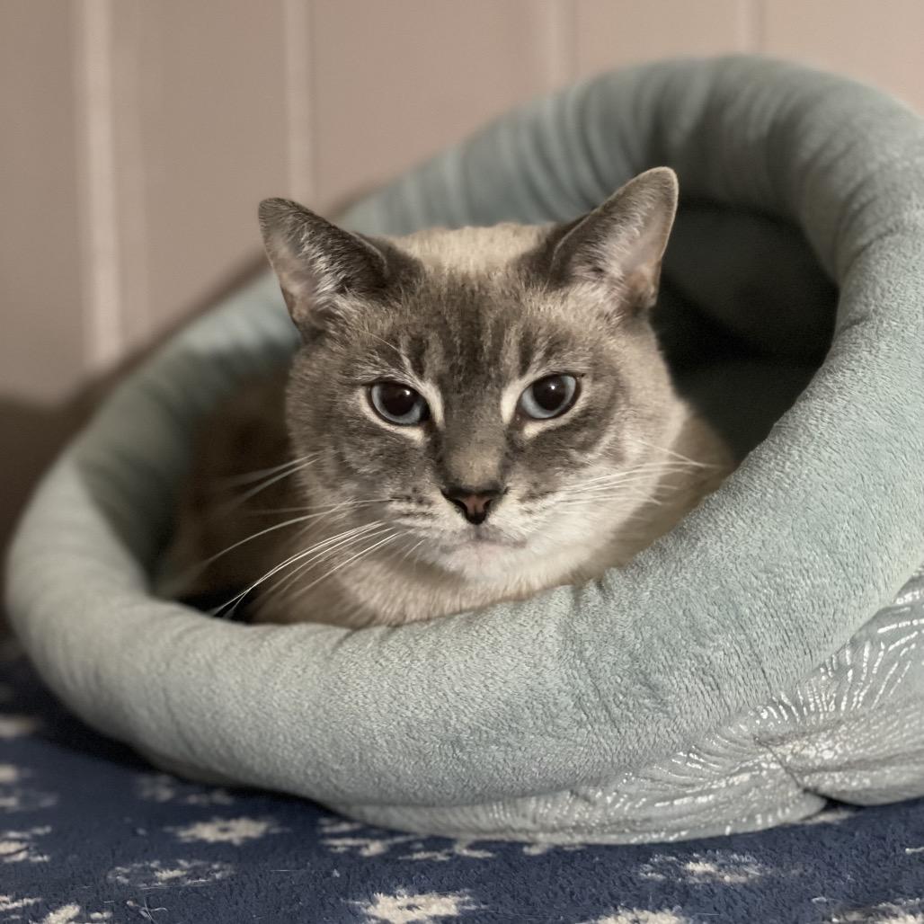 Enlarge Sophie, a Adoptable Domestic Short Hair in Tuscaloosa, AL image 2/2