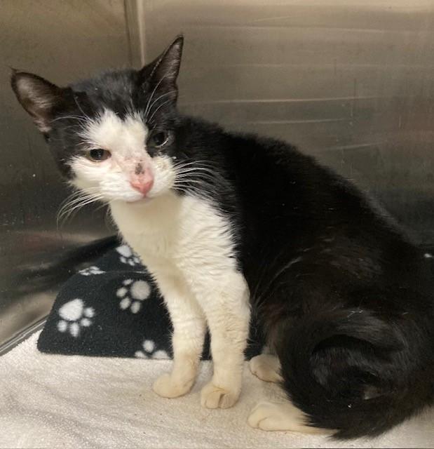 Enlarge KEEBLER, a Adoptable Domestic Short Hair in Upper Marlboro, MD image 1/1