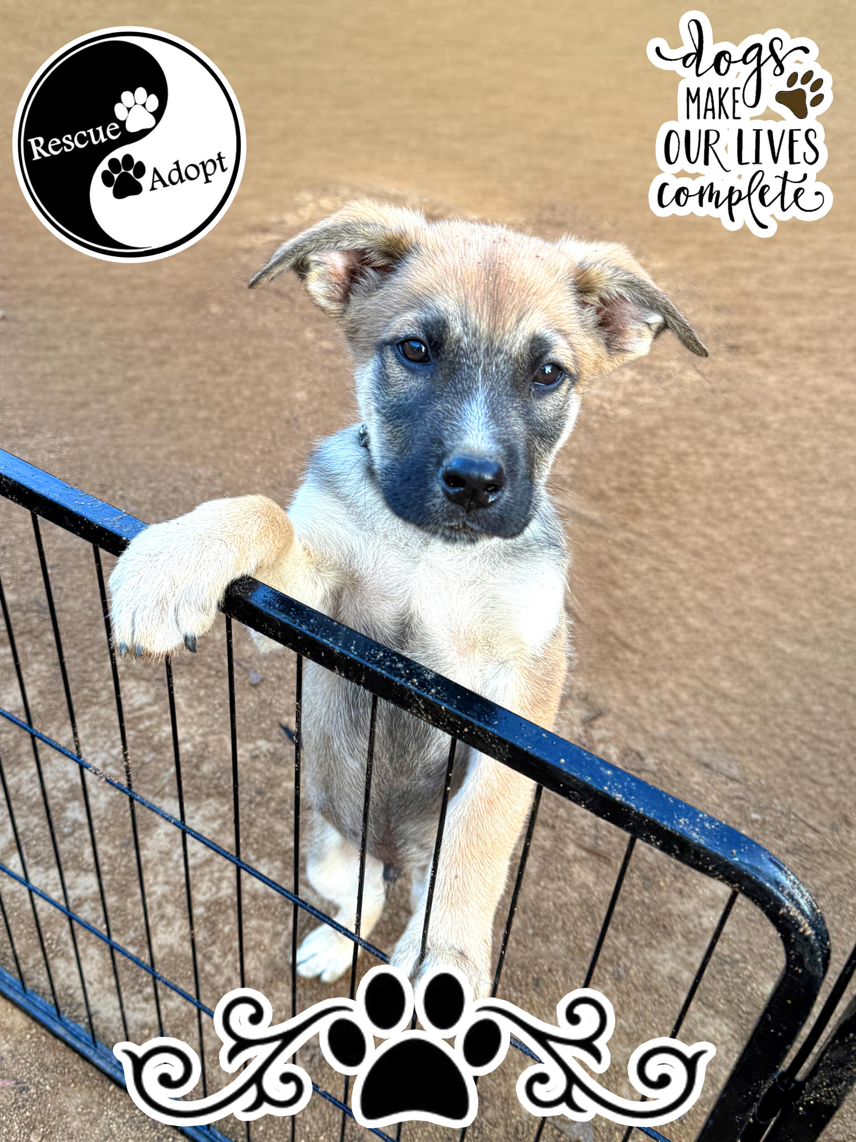 Enlarge ENZO, a ADOPTABLE Belgian Shepherd / Malinois in Perris, CA image 1/3