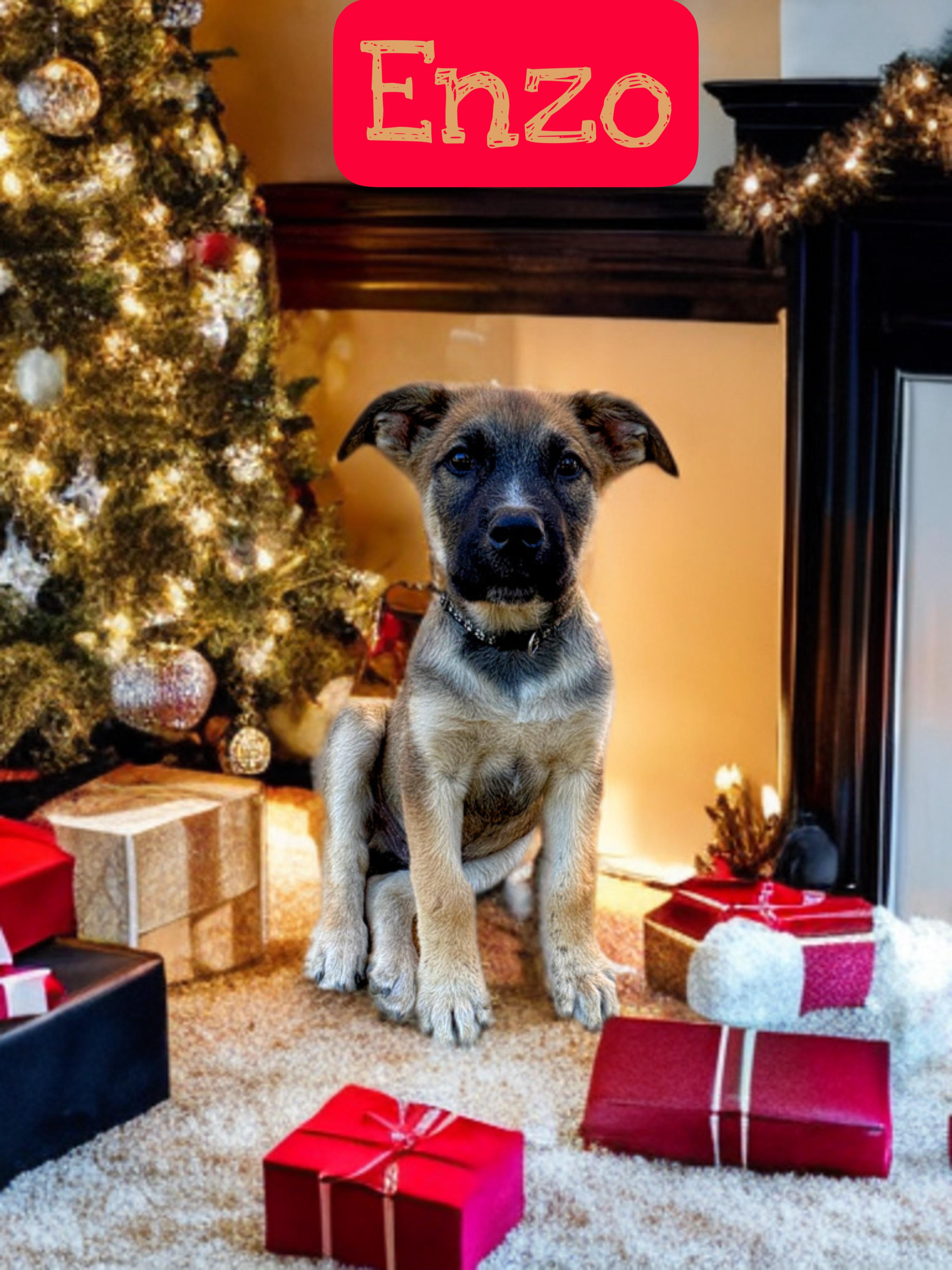 Enlarge ENZO, a ADOPTABLE Belgian Shepherd / Malinois in Perris, CA image 2/3