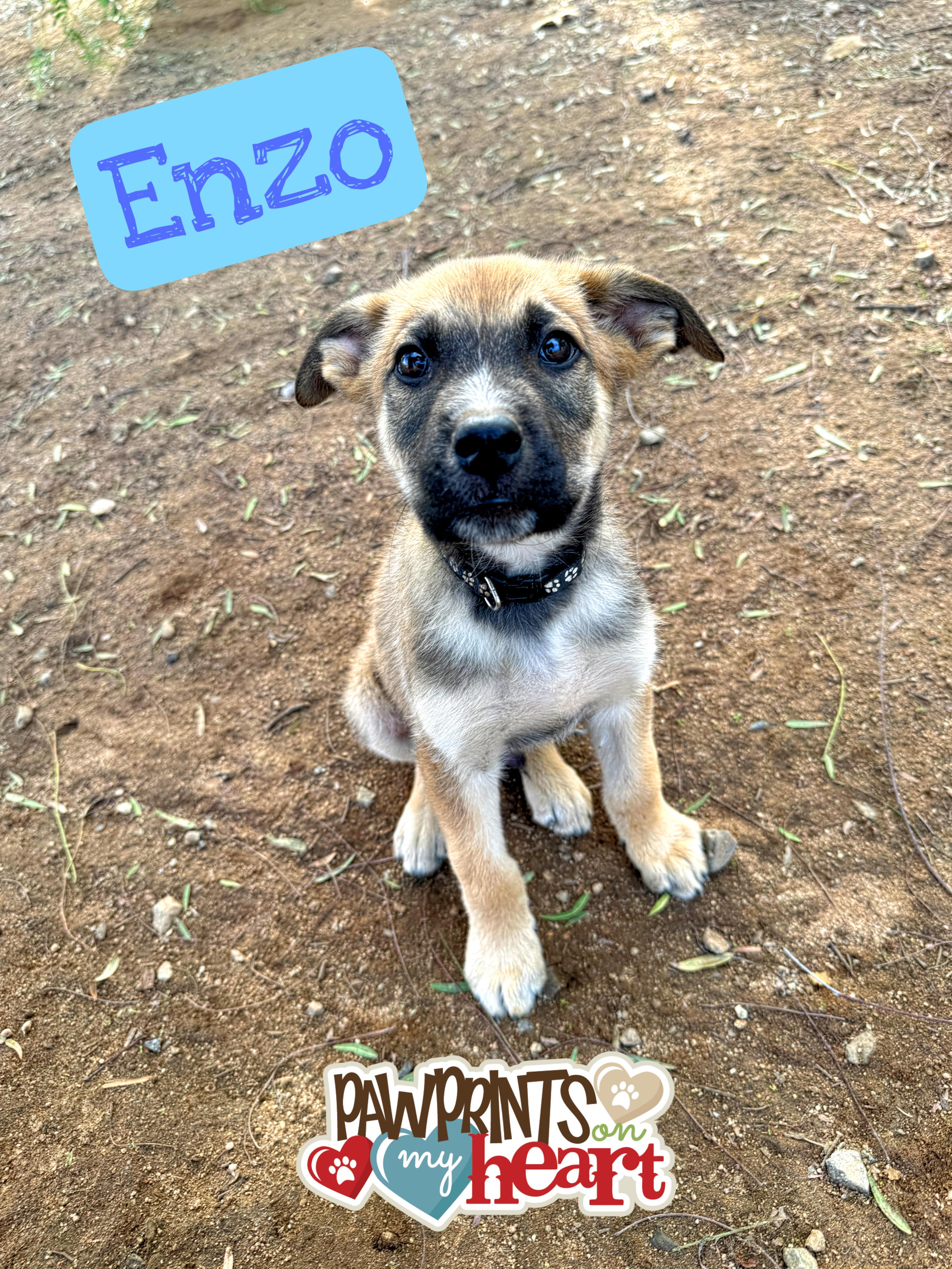 Enlarge ENZO, a ADOPTABLE Belgian Shepherd / Malinois in Perris, CA image 3/3