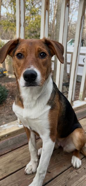 Enlarge Tam-Tam -Come Meet Me!, a Adoptable mixed breed in Medfield, MA image 6/6