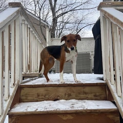 Enlarge Tam-Tam -Come Meet Me!, a Adoptable mixed breed in Medfield, MA image 5/6