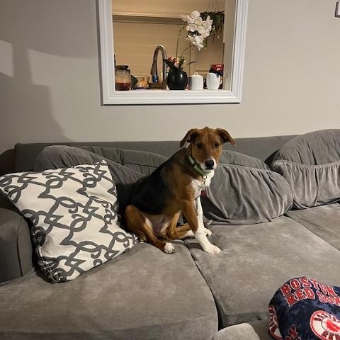 Enlarge Tam-Tam -Come Meet Me!, a Adoptable mixed breed in Medfield, MA image 4/6