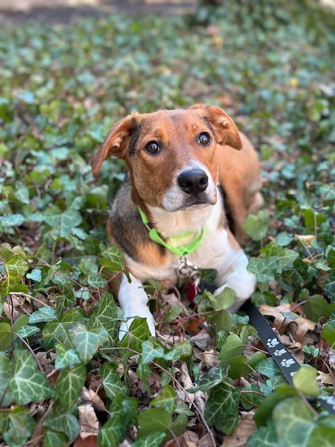 Tam-Tam -Come Meet Me!, Adoptable, Puppy Female Hound & Australian Cattle Dog / Blue Heeler.