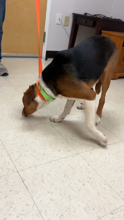 Enlarge Tam-Tam -Come Meet Me!, a Adoptable mixed breed in Medfield, MA video 3/6