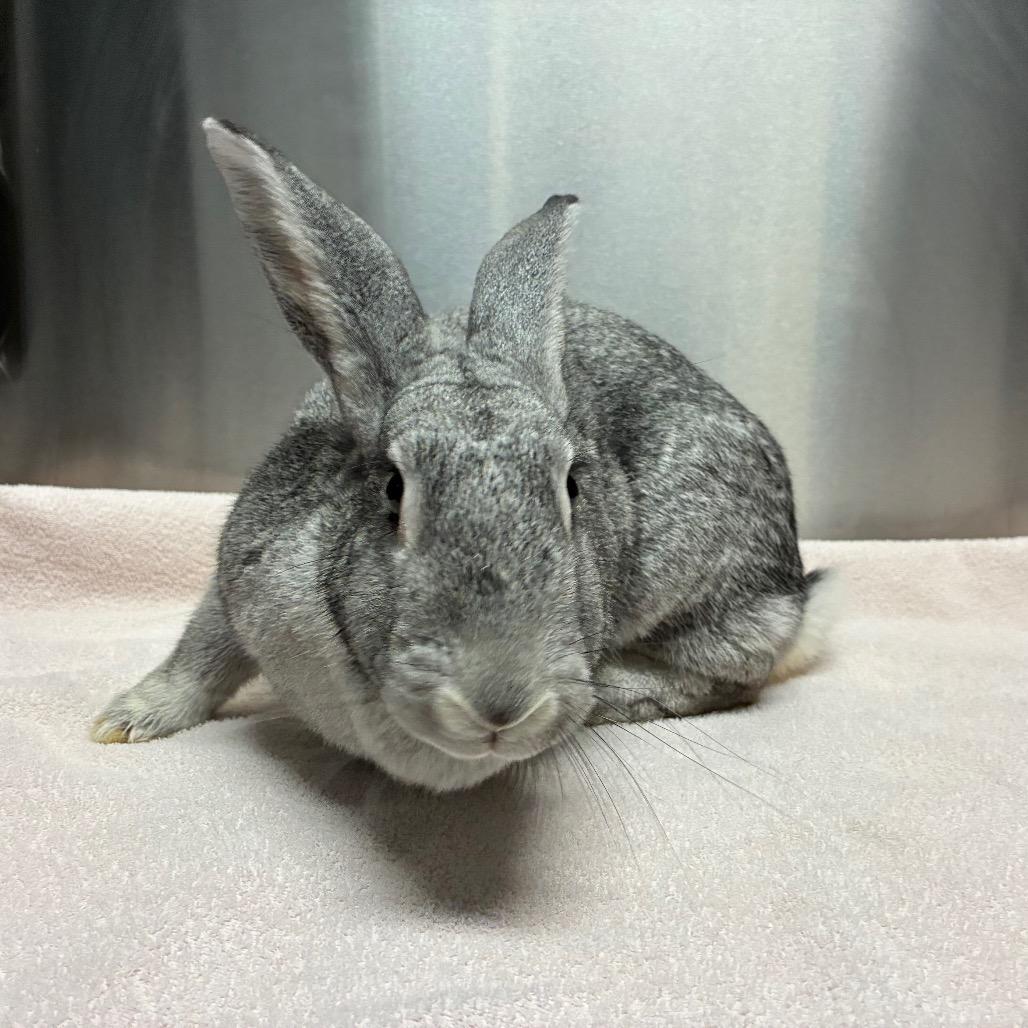 Enlarge Maxine, a Adoptable mixed breed in Providence, RI image 1/4