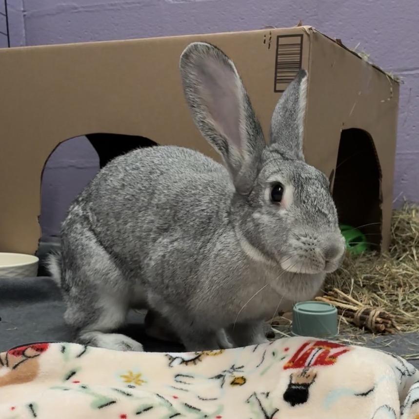 Enlarge Maxine, a Adoptable mixed breed in Providence, RI image 2/4