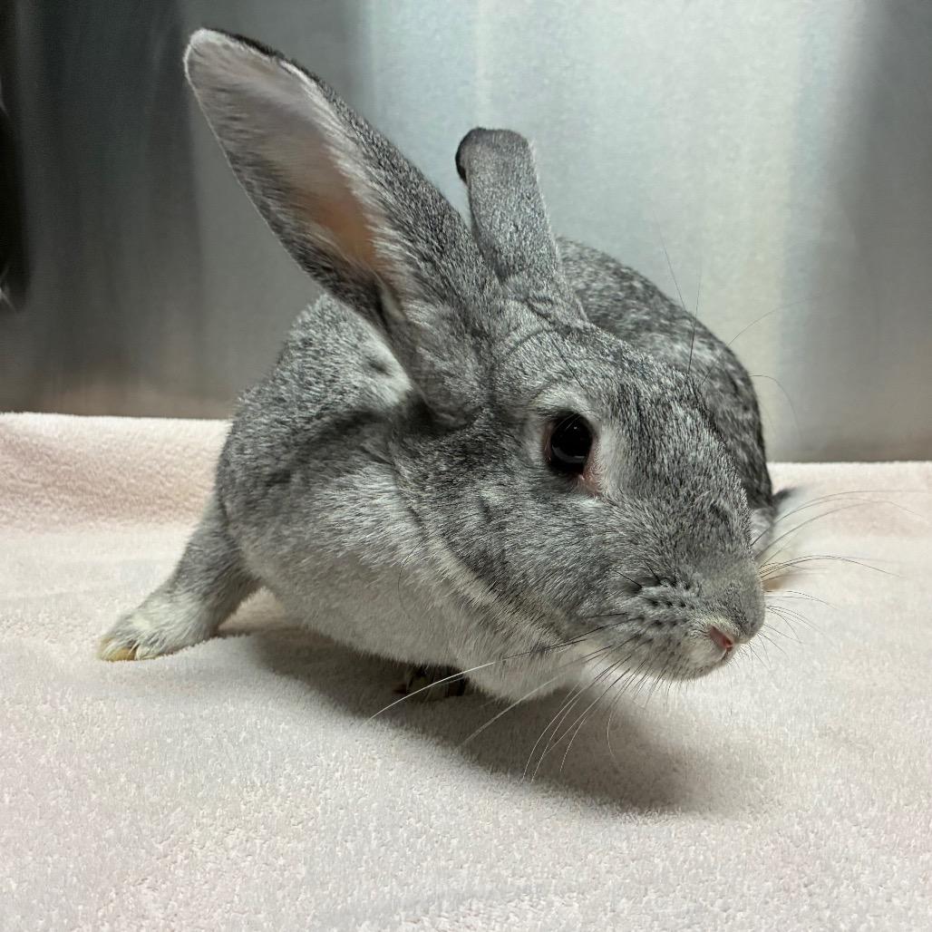 Enlarge Maxine, a Adoptable mixed breed in Providence, RI image 3/4