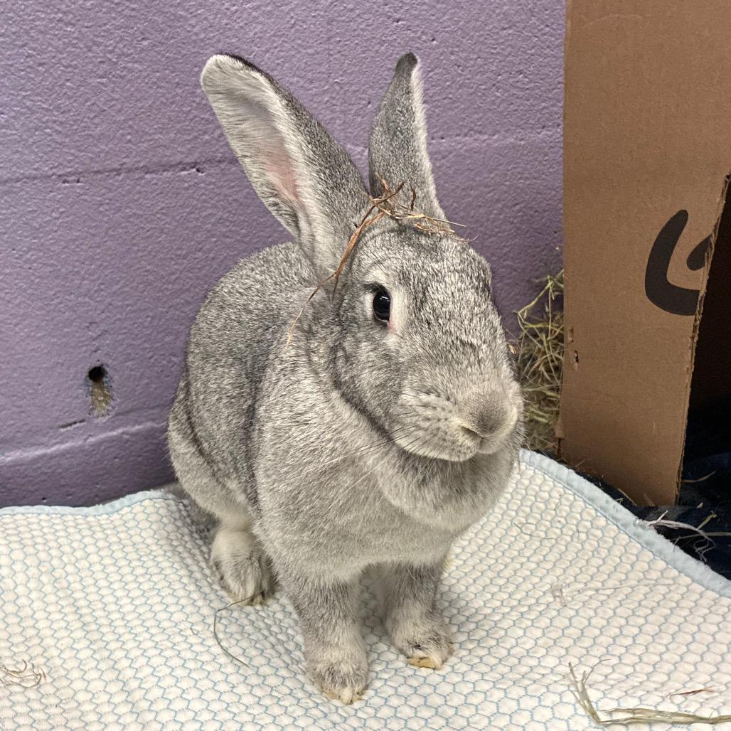 Enlarge Maxine, a Adoptable mixed breed in Providence, RI image 4/4