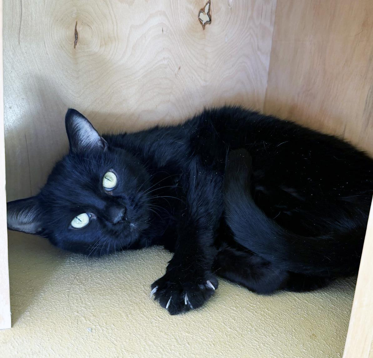 Enlarge SWEET PEA - ADOPTE ME FOR $14 THIS MONTH!, an adopted Domestic Short Hair in San Clemente, CA image 1/2