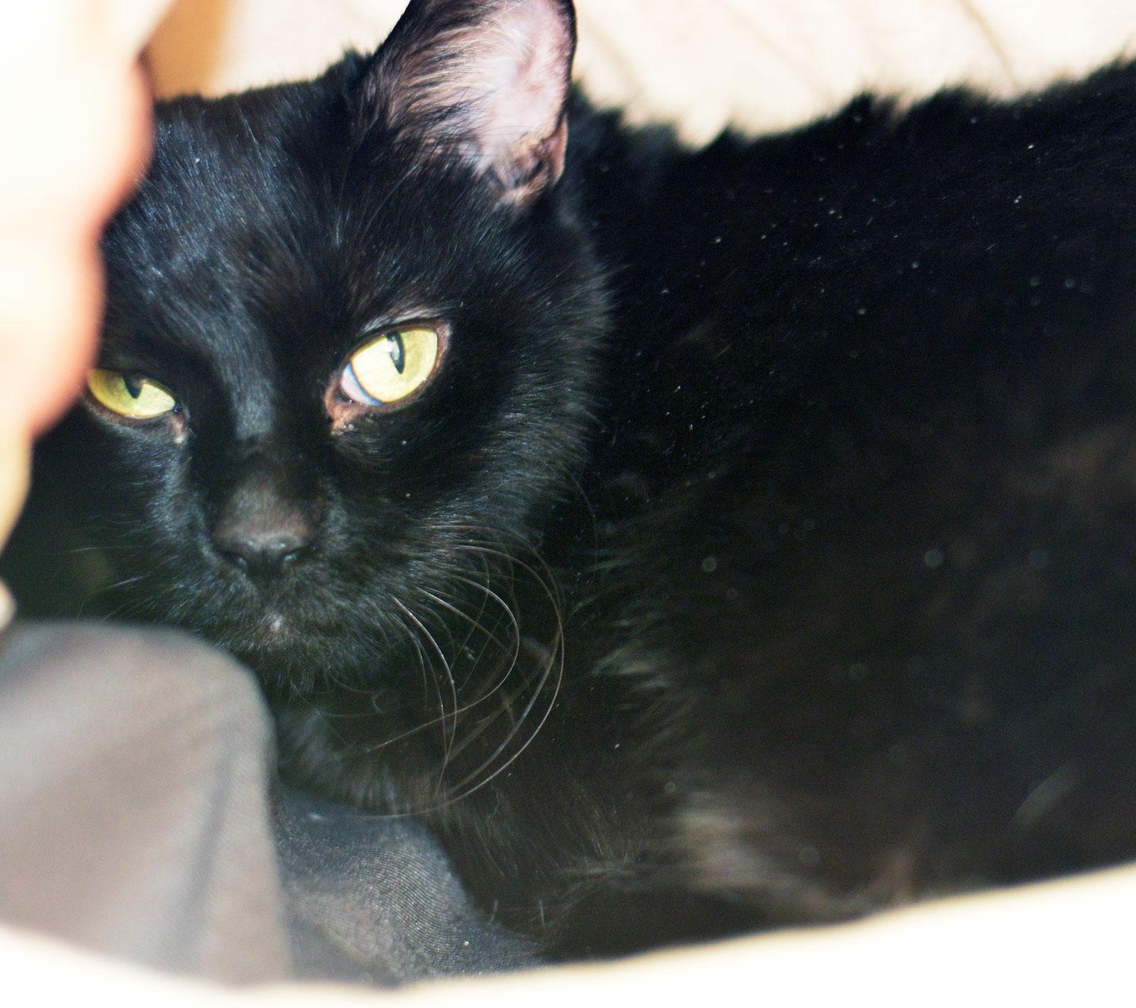 Enlarge SWEET PEA - ADOPTE ME FOR $14 THIS MONTH!, an adopted Domestic Short Hair in San Clemente, CA image 2/2