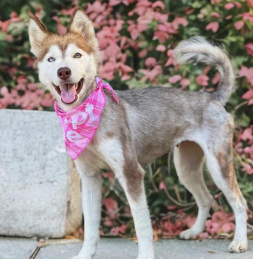 Enlarge Riley, a Adopted Siberian Husky in Carrollton, TX image 1/1