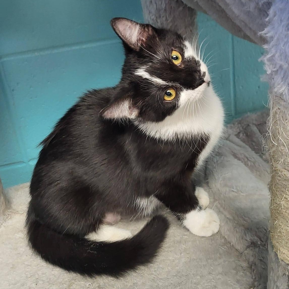 Dior, adopted, Young Female Domestic Short Hair.