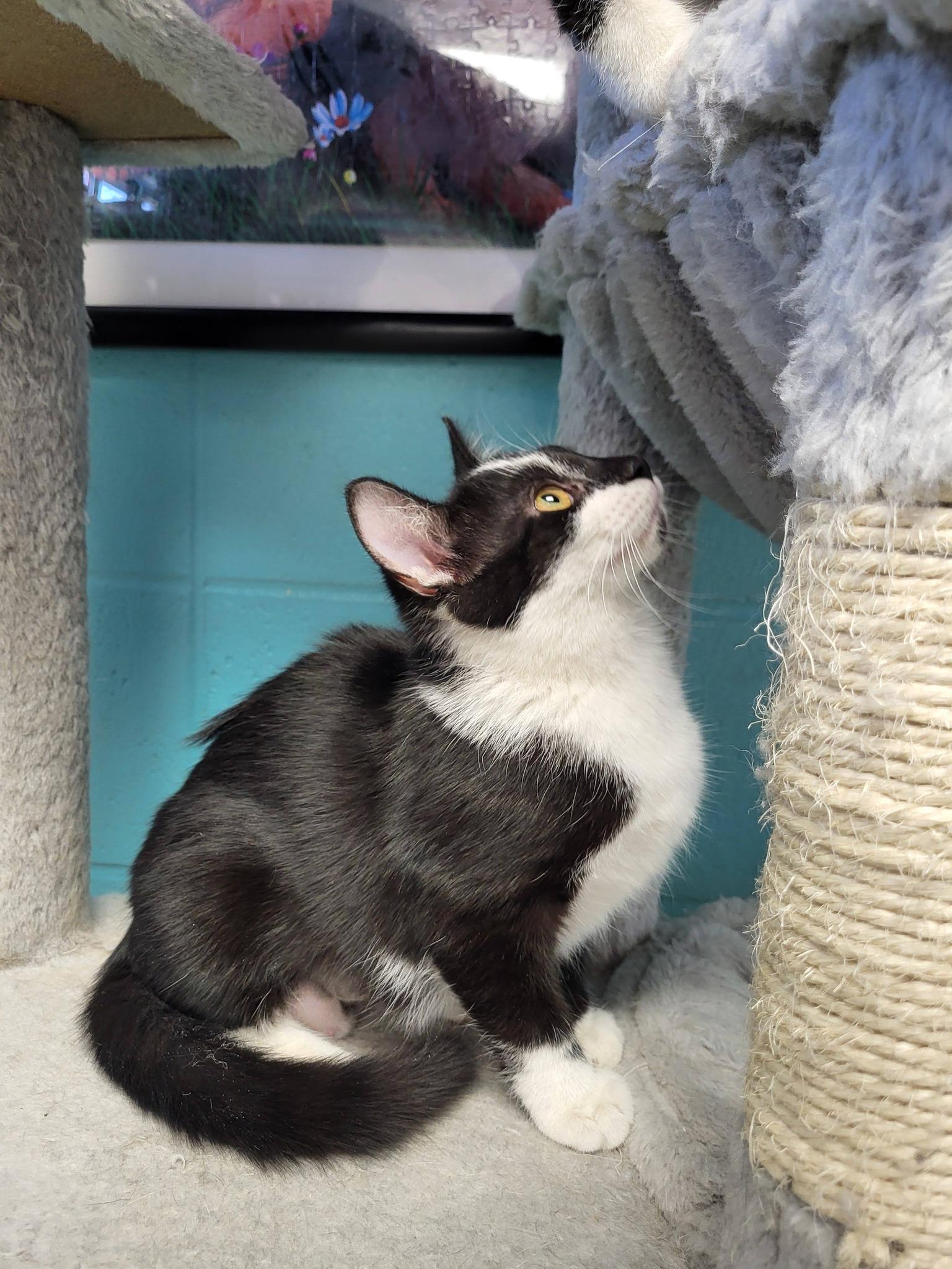 Enlarge Dior, an adopted Domestic Short Hair in Chilton, WI image 4/5