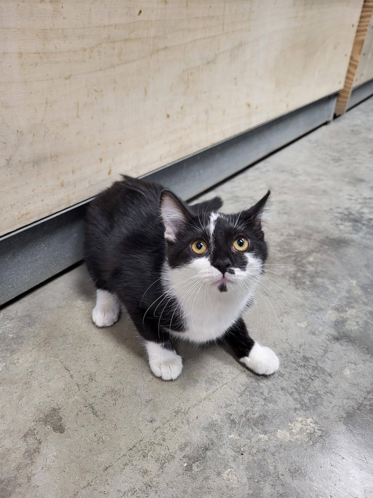 Enlarge Dior, an adopted Domestic Short Hair in Chilton, WI image 5/5