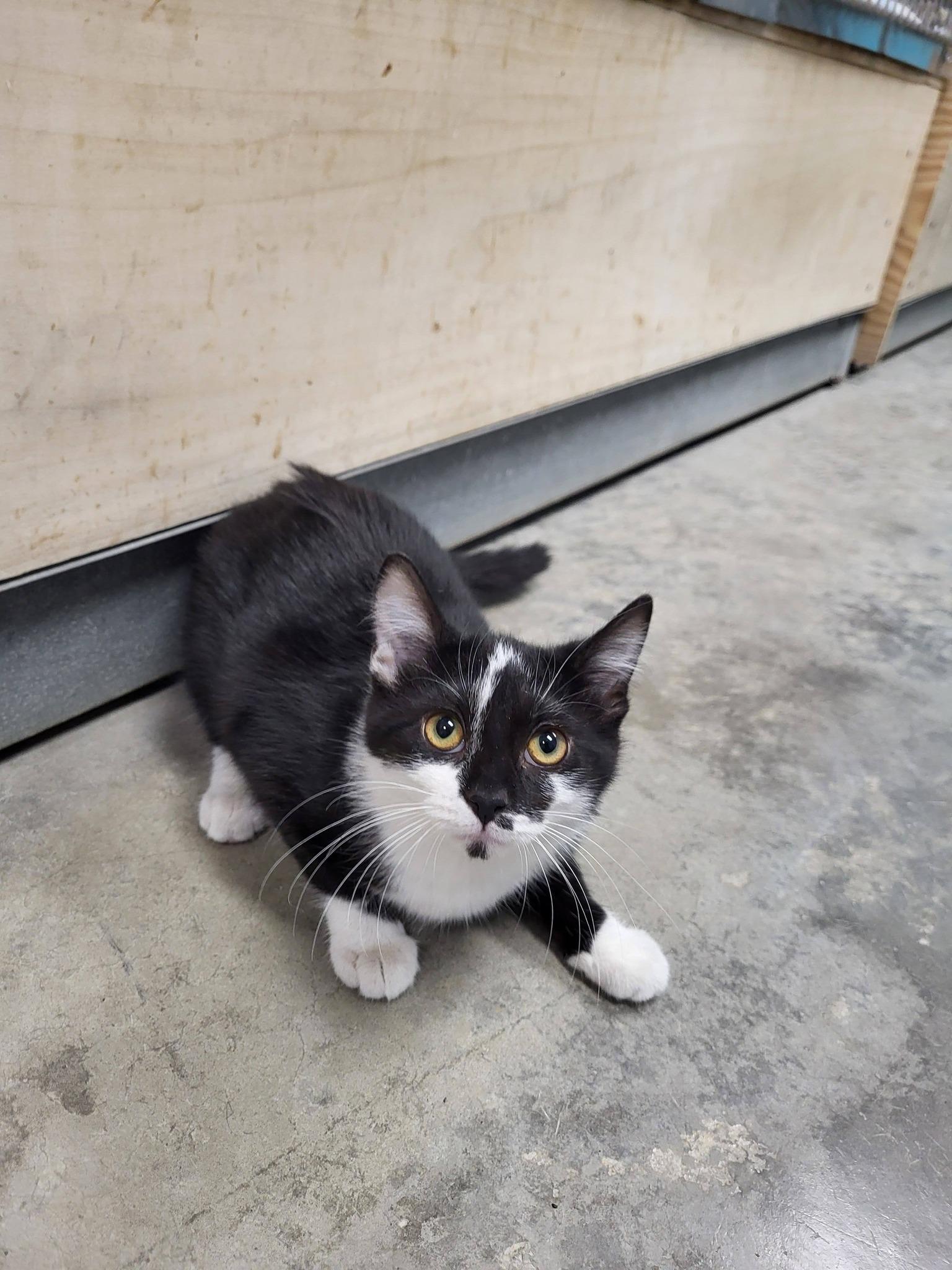 Enlarge Dior, an adopted Domestic Short Hair in Chilton, WI image 2/5